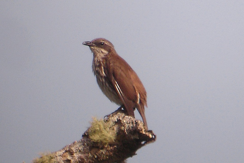 Stripe-breasted rhabdornis